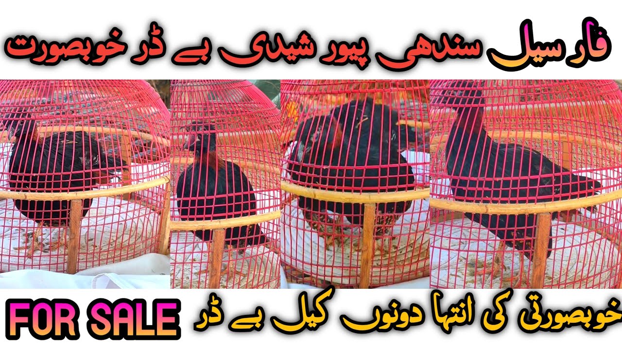 Kala Teetar Sheedi Nasal Black Franclion Voice Sheedi Kala Teetar For Sale