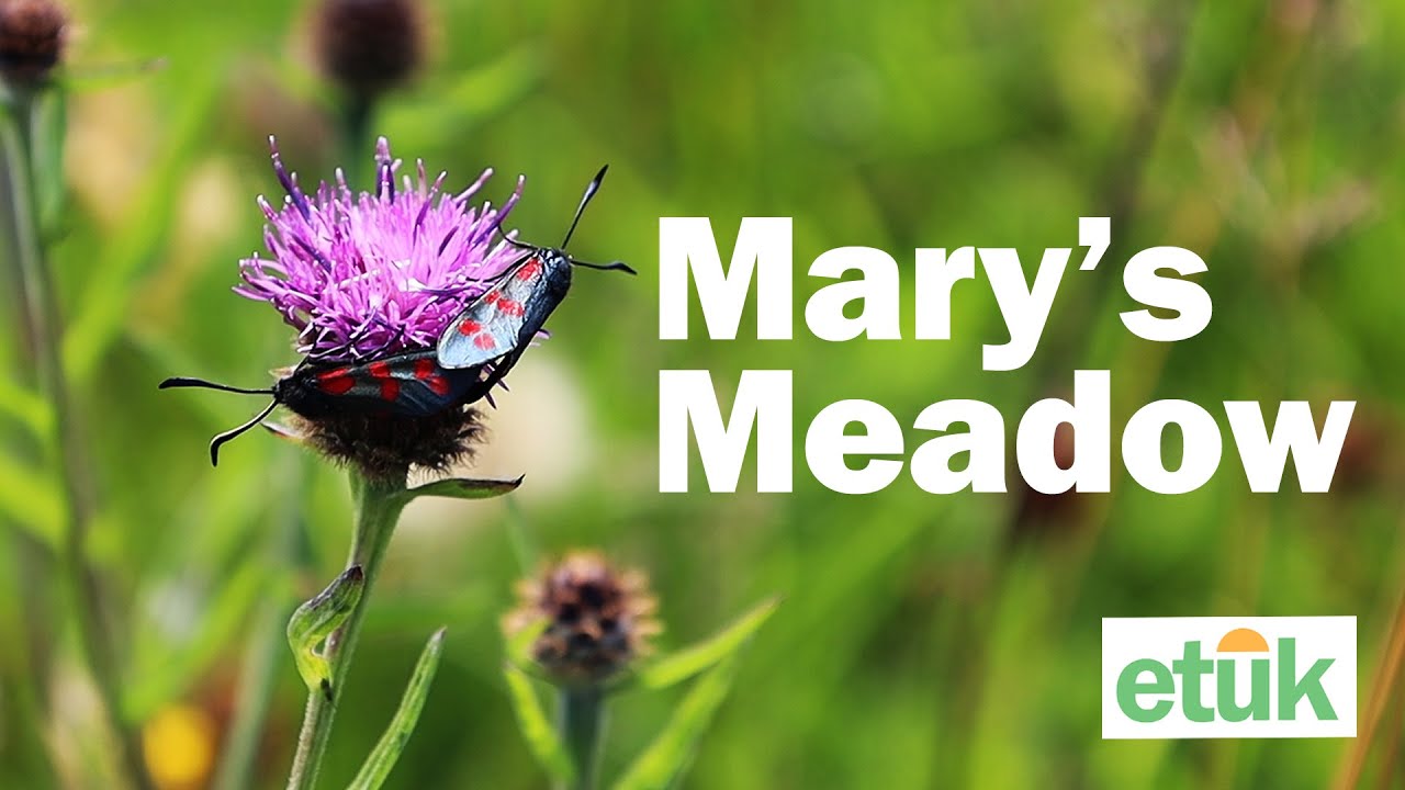 Mary's Meadow