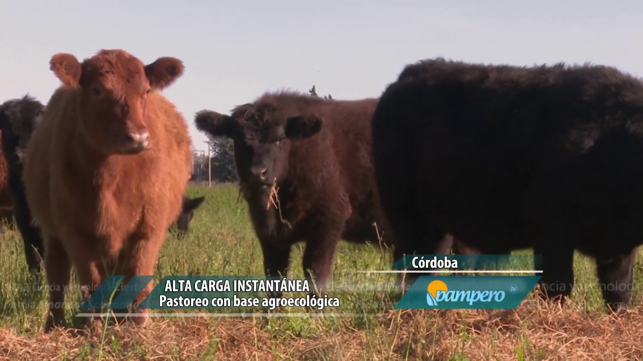 Pastoreo con alta carga instantánea