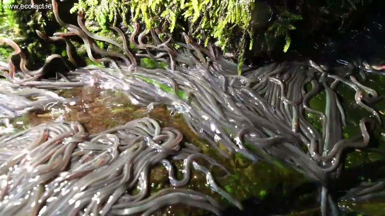 Elver run at Ennistymon Falls, May 2022 (4K)