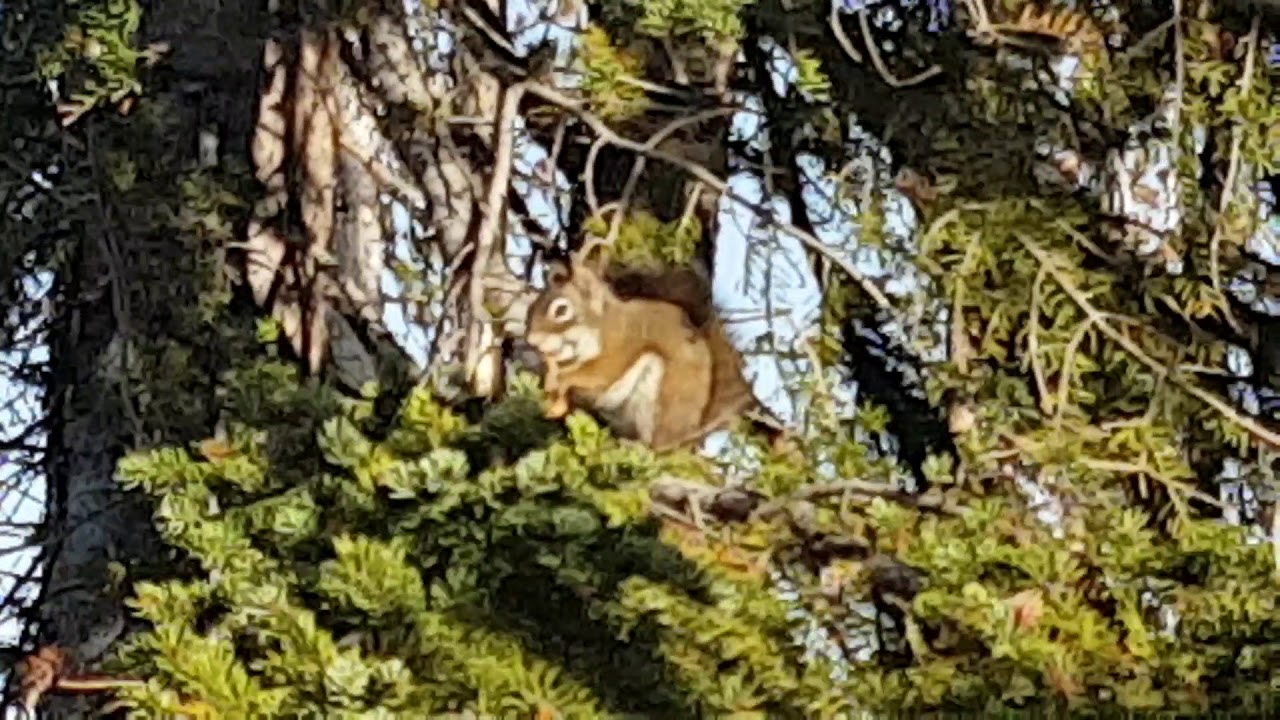 Everybody Needs; 30 Seconds of a Squirrel Feasting Before Winter