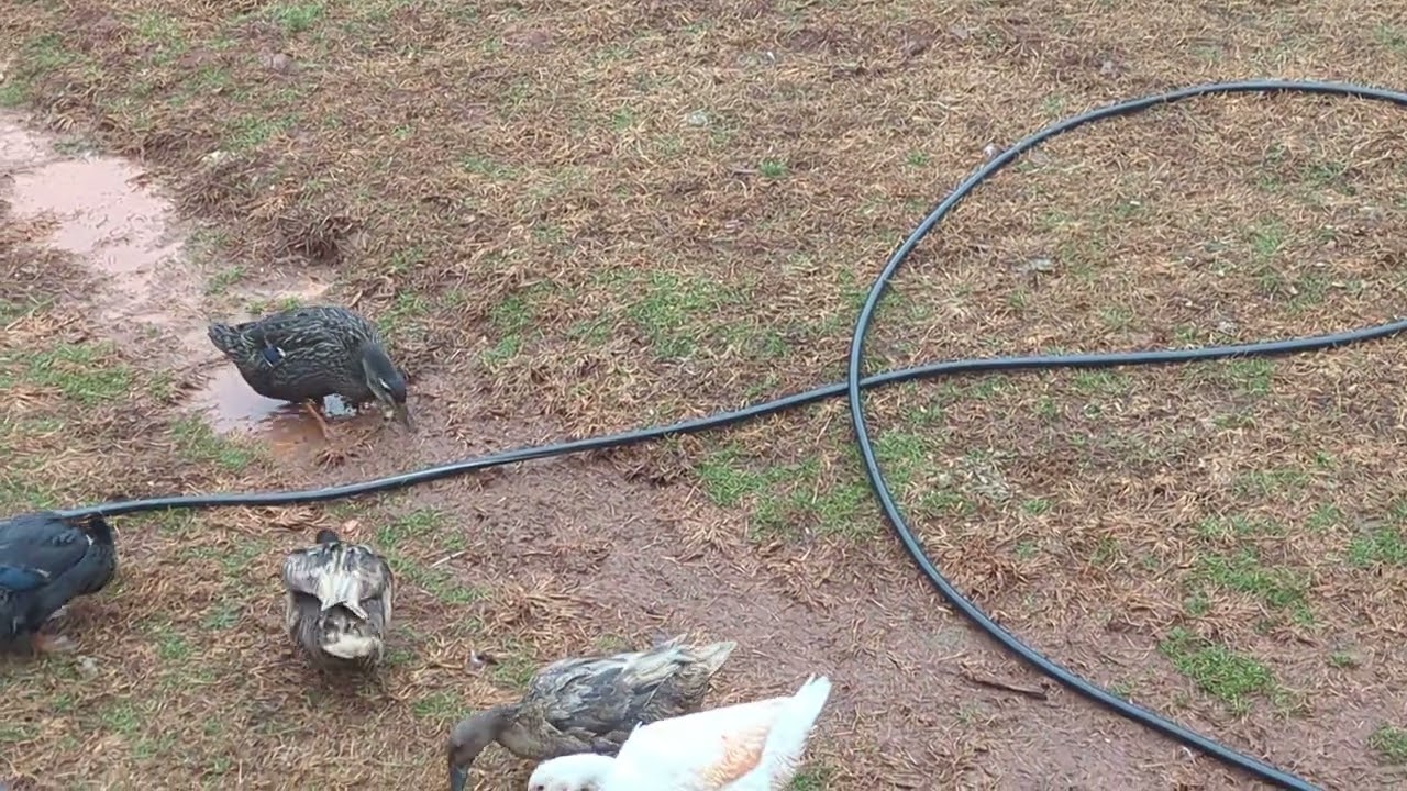 Rain!  If this soggy squad of quackers brings a smile to your face, hit that like button, subscribe 