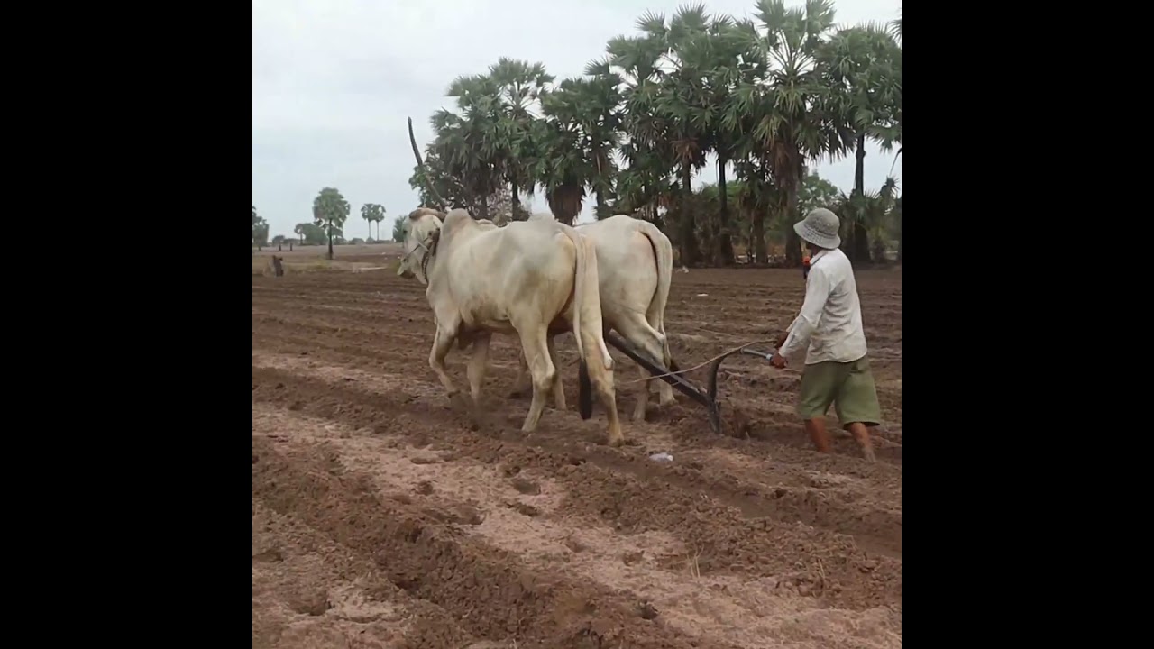 #25k shortvideo  #farming #plowing #cow #wow