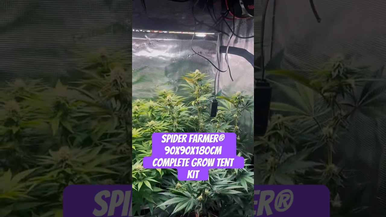 Spider Farmer&reg; 90X90X180cm Complete Grow Tent Kit SF2000PRO EVO 200W  #crazybud #420 #growled