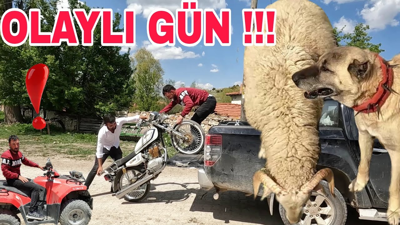OLAYLI GÜN!! TÜM KÖPEKLERİM KOYUNDA~HASTA KOÇU DAĞDA KORUYAN PRENSES~PRENSESE PUSU YAPAN KANDİŞ