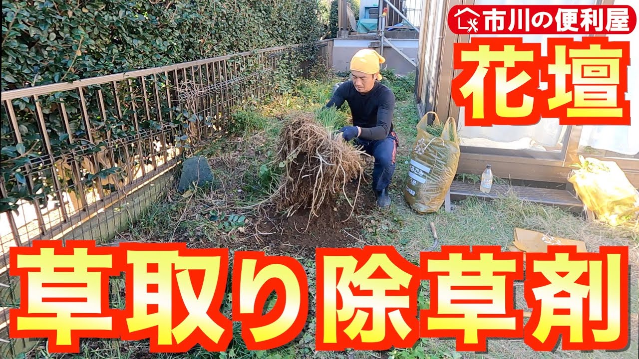 【花壇草取り&除草剤噴霧】古ブドウの木・サツキ伐採、龍の髭抜根、希釈サンフーロン噴霧｜千葉県市川市の便利屋！各作業料一覧、お問い合わせ先は概要欄をご覧下さい！