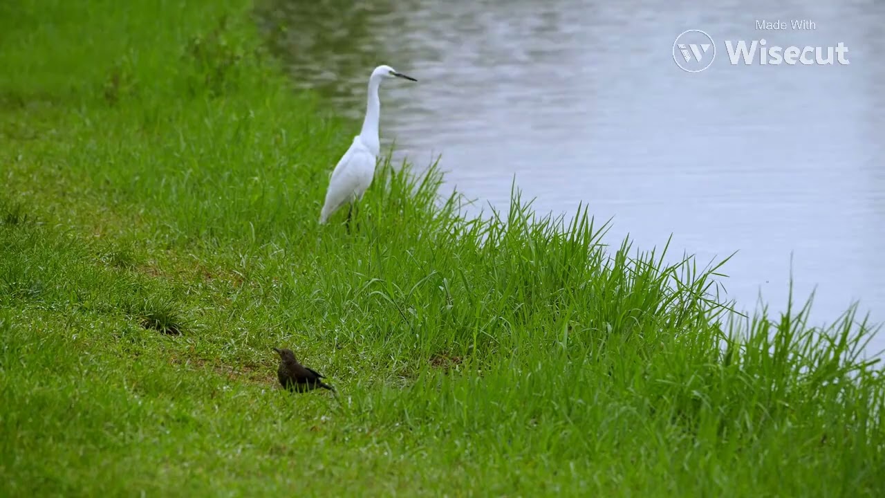 bird egret lake fish and shrimp nature grove 2dHaS