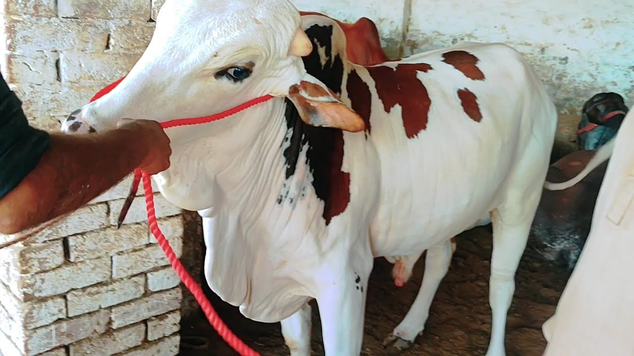 AJ meny apny farm py Janwaro k naak me rassi Dali#longvideo #cow #farooq #animals #viral #latest #