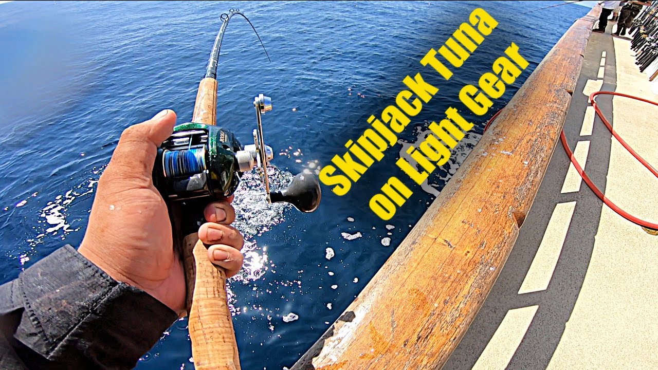 Skipjack Tuna Fishing (On Light Inshore Gear)