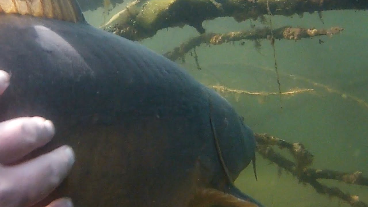 carpes dans les arbres, compagnon de plongée dans la sauvage bamboulé 2.0 , #eaudouce #carp #pêche