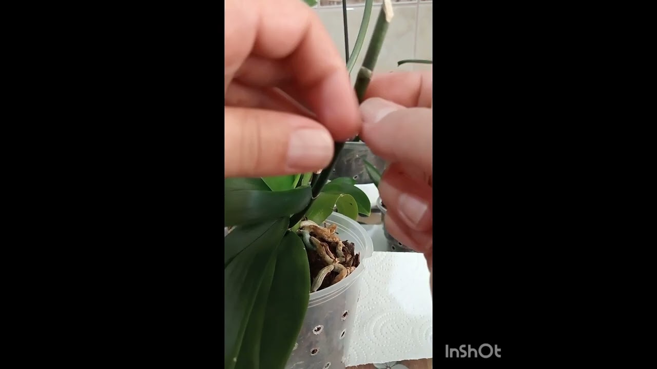 Orkide nasıl çoğaltılır(keiki macunu uygulaması)