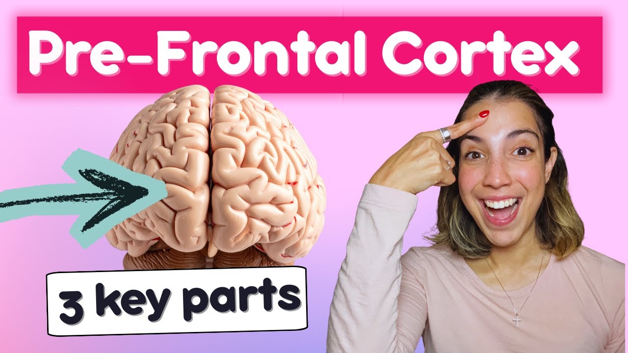 The Prefrontal Cortex Explained (3 Key Parts You Should Know!)