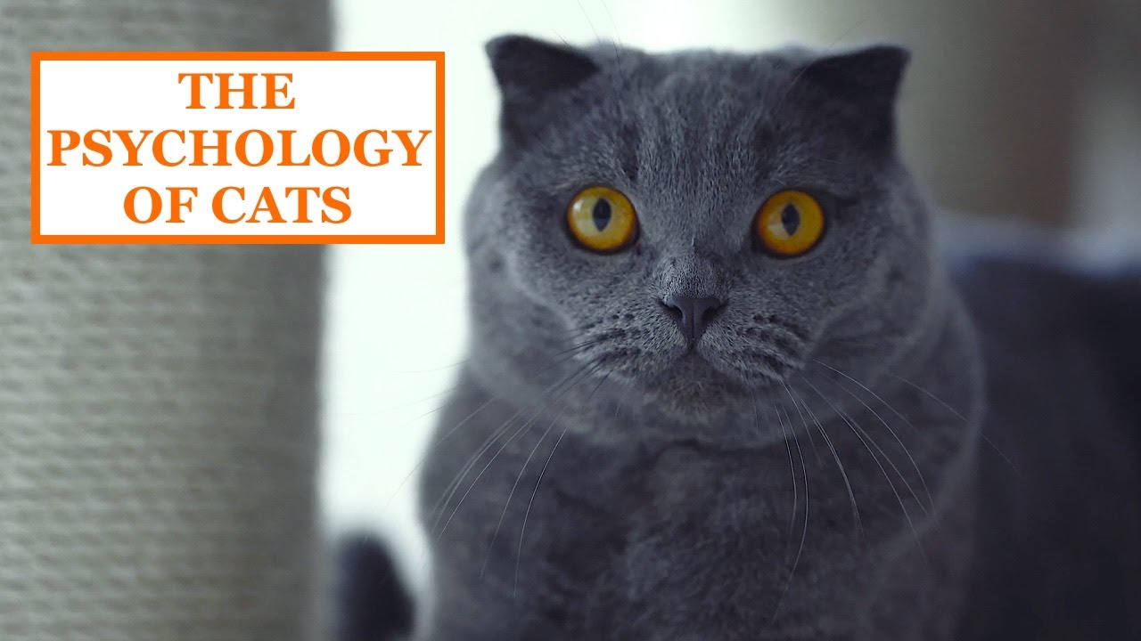 THE PSYCHOLOGY OF CATS