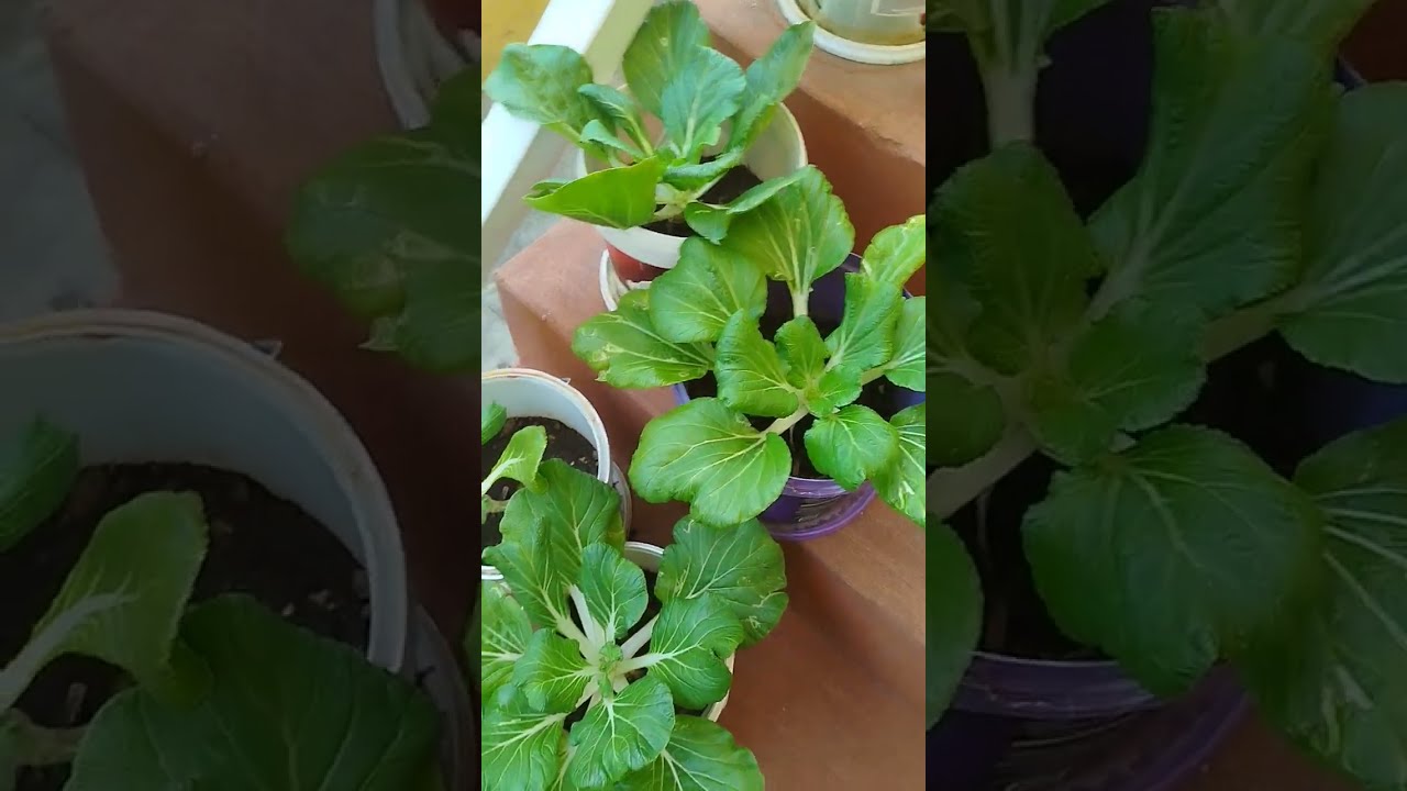 Watch NOW 😁 Update school Garden#abcinstitutett #homeschoolingtrinidad