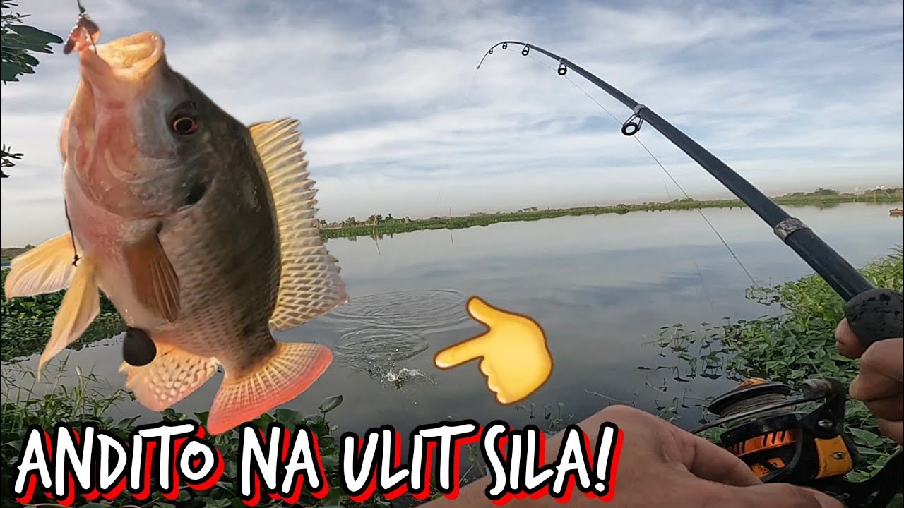 UNLI TILAPIA NA ULIT DITO SA SPOT NA TO!