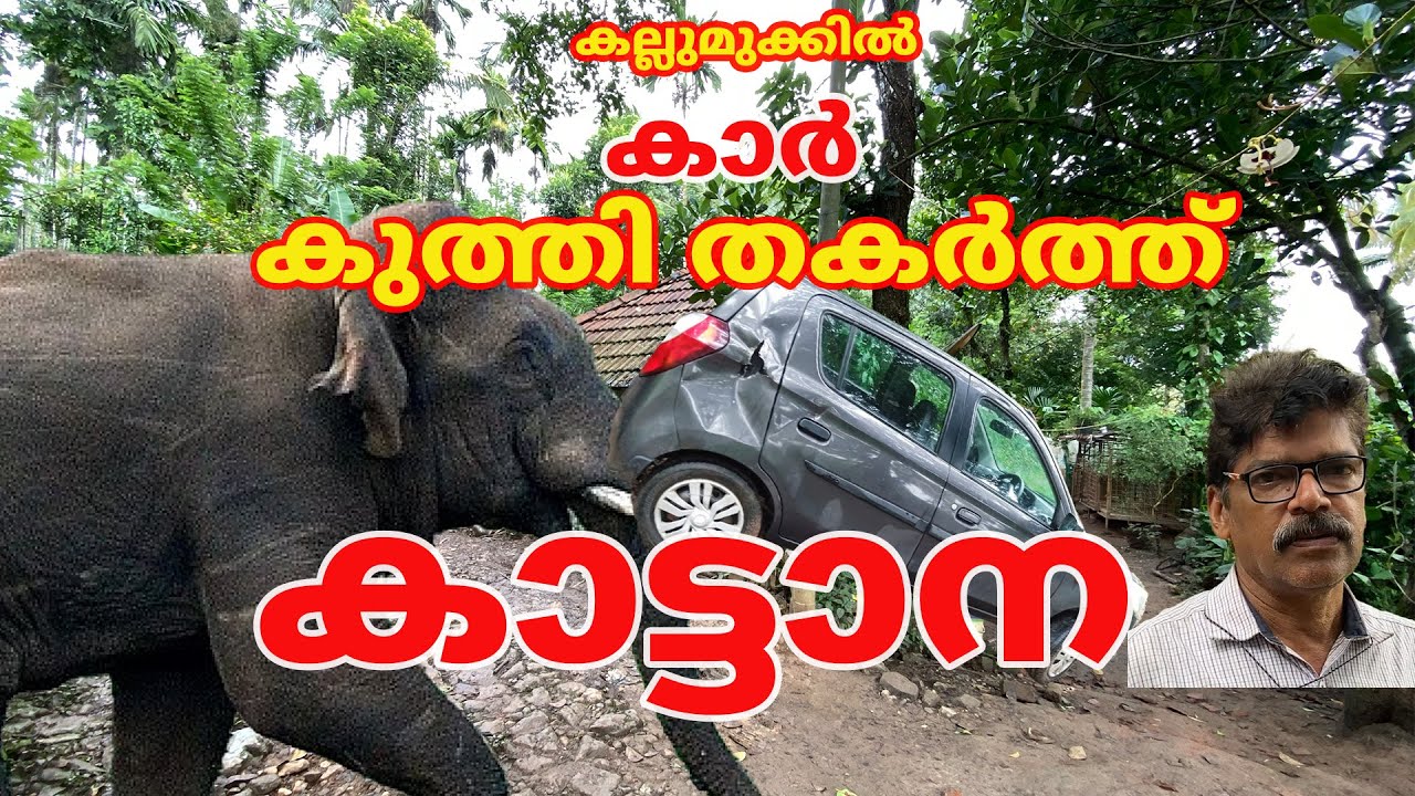 കല്ലുമുക്കിൽ കാർ കുത്തി തകർത്ത് കാട്ടാന #elephant #forest #wayanad #wildlife