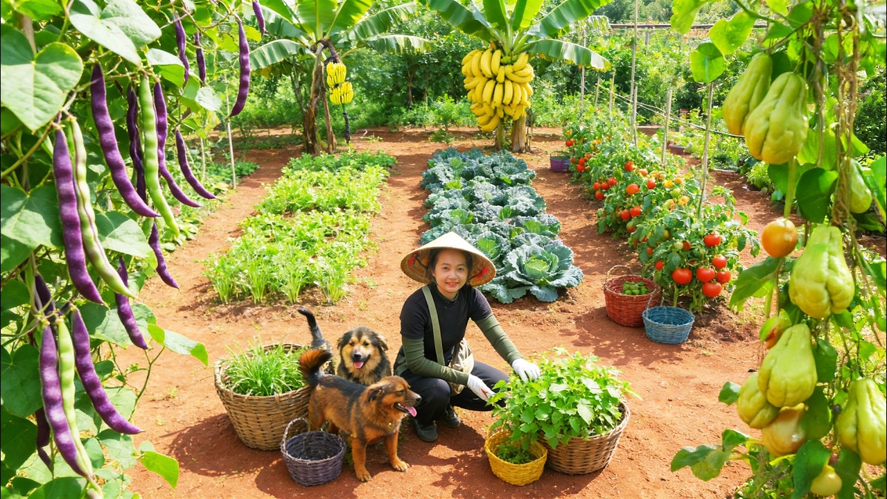 Harvest: Yardlong Beans, Herbs, Bananas, Kale, Tomatoes, Chayote For Selling And Cooking