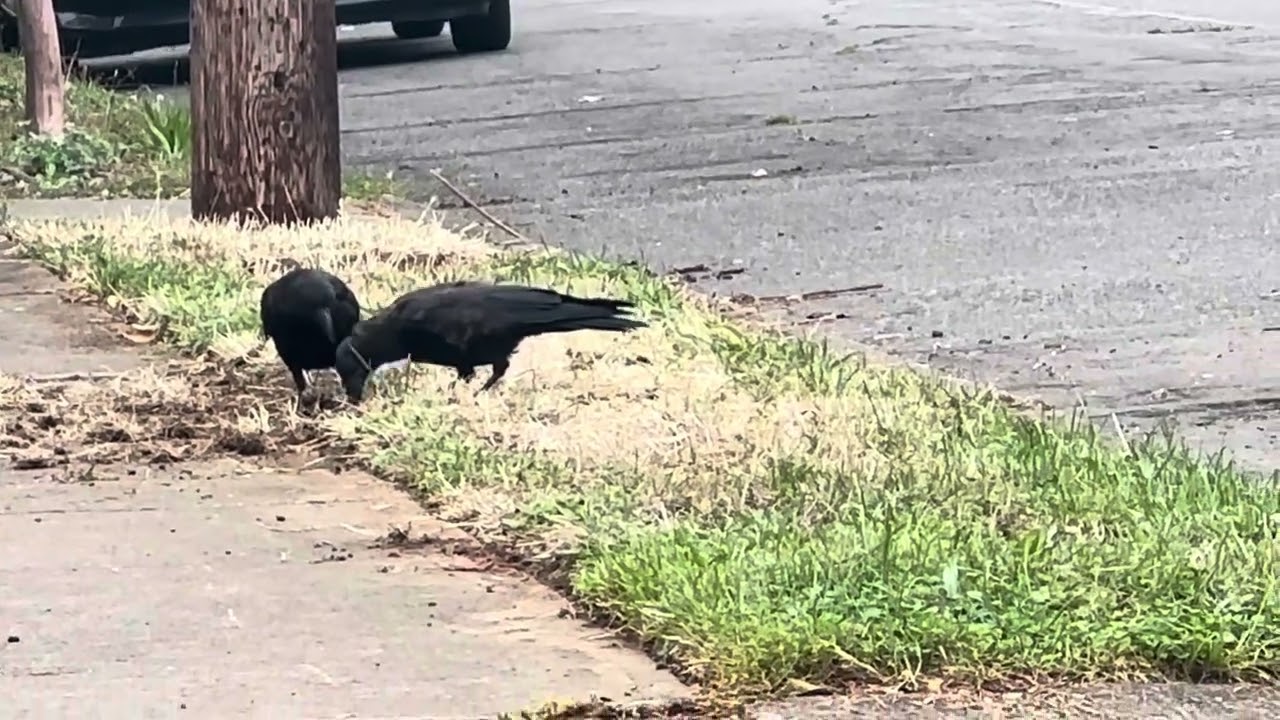 Crow Content 16