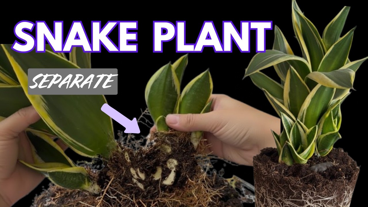 🪴Snake Plant Care | Growing Healthy Snake Plants | Separating And Repotting Plants