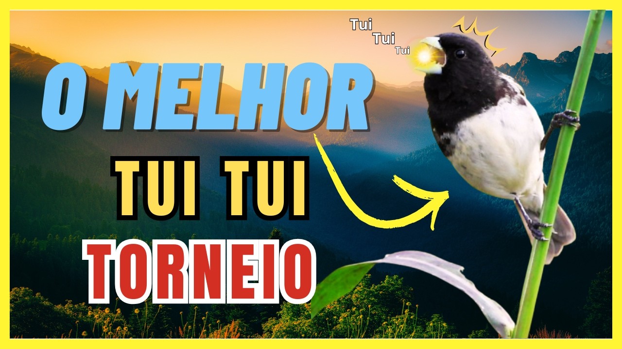 TUI TUI CORTADOR DE CANTO PARA TORNEIOS #coleirosolto #torneiodepapacapim #coleiro