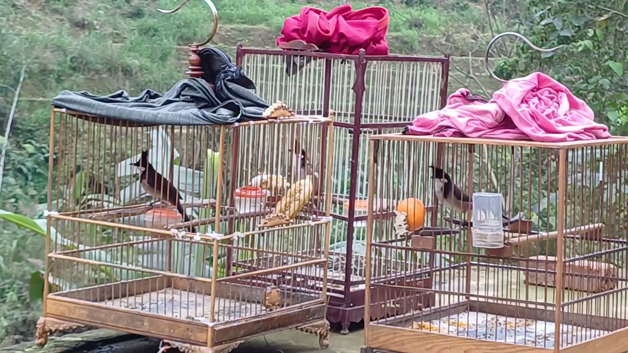 Mưa gió cho các em bổi gè nhau.và có thấy độ