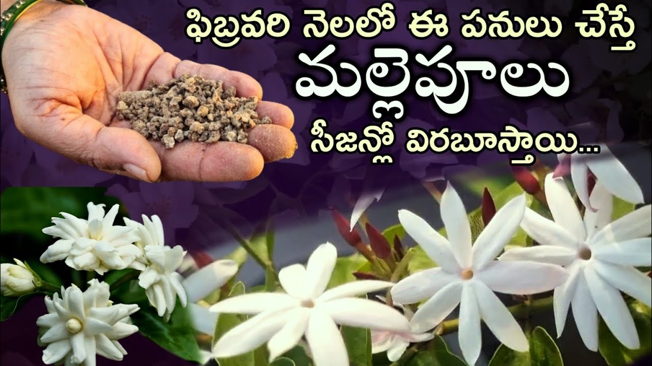Jasmine plant care | మల్లెపూలు ఎక్కువ పూయాలంటే | Jasmine plant growing tips