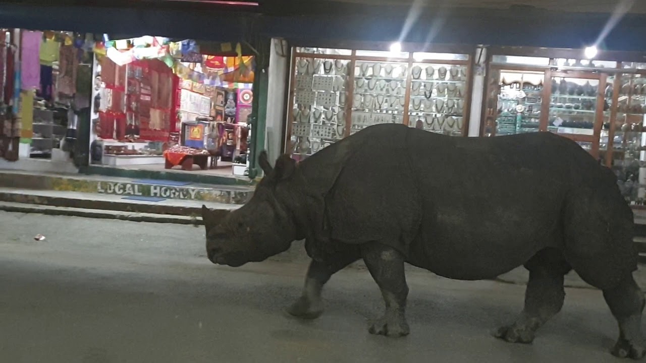 Rhino in Nepal chitwan sauraha proud of Nepal One horned rhino #Proud of Sauraha