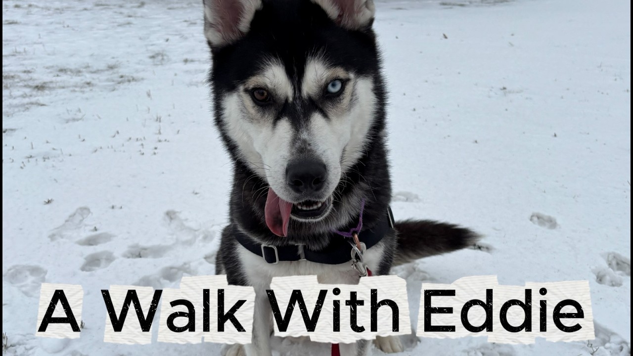 Relaxing Walk With a Shelter Dog | Eddie