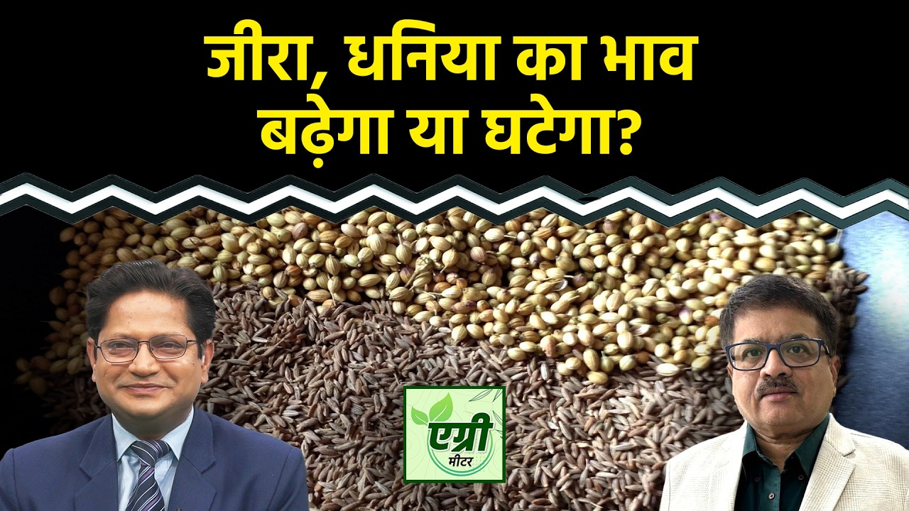 Agri Commodity : जीरा और धनिया में क्या करें कारोबारी? Commodity Market | NCDEX