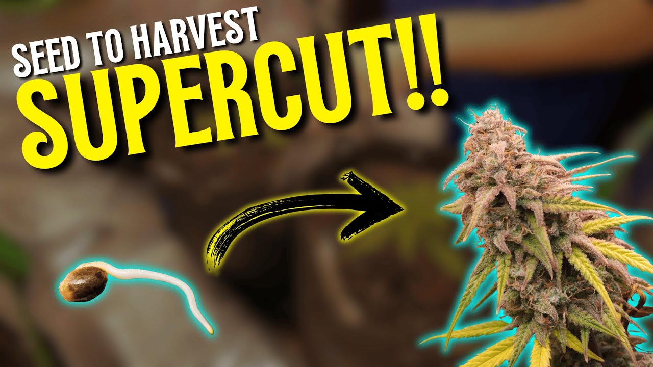 Seed to Harvest SUPERCUT!! FULL Grow Series for Gorilla Cookies & Blackberry Autoflower!!