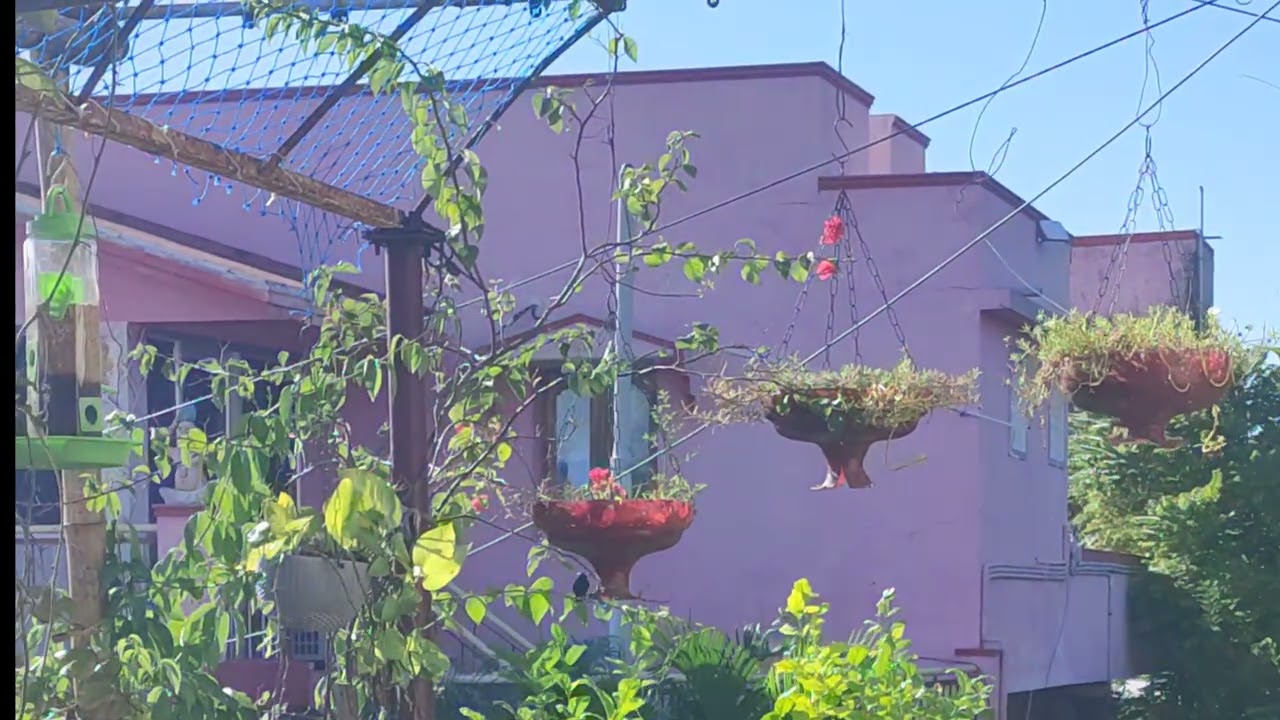 நம் மாடி தோட்டமும் குருவிகளும் #terrace garden#birds #humming birds