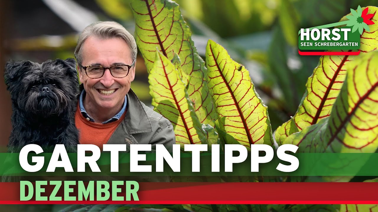 Pfingstrosen schneiden, Dachwurz in Schale setzen, Blutampfer pflanzen | Horst sein Schrebergarten