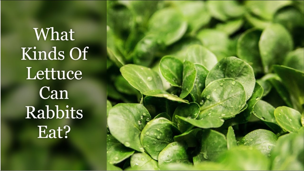 What Kinds Of Lettuce Can Rabbits Eat?