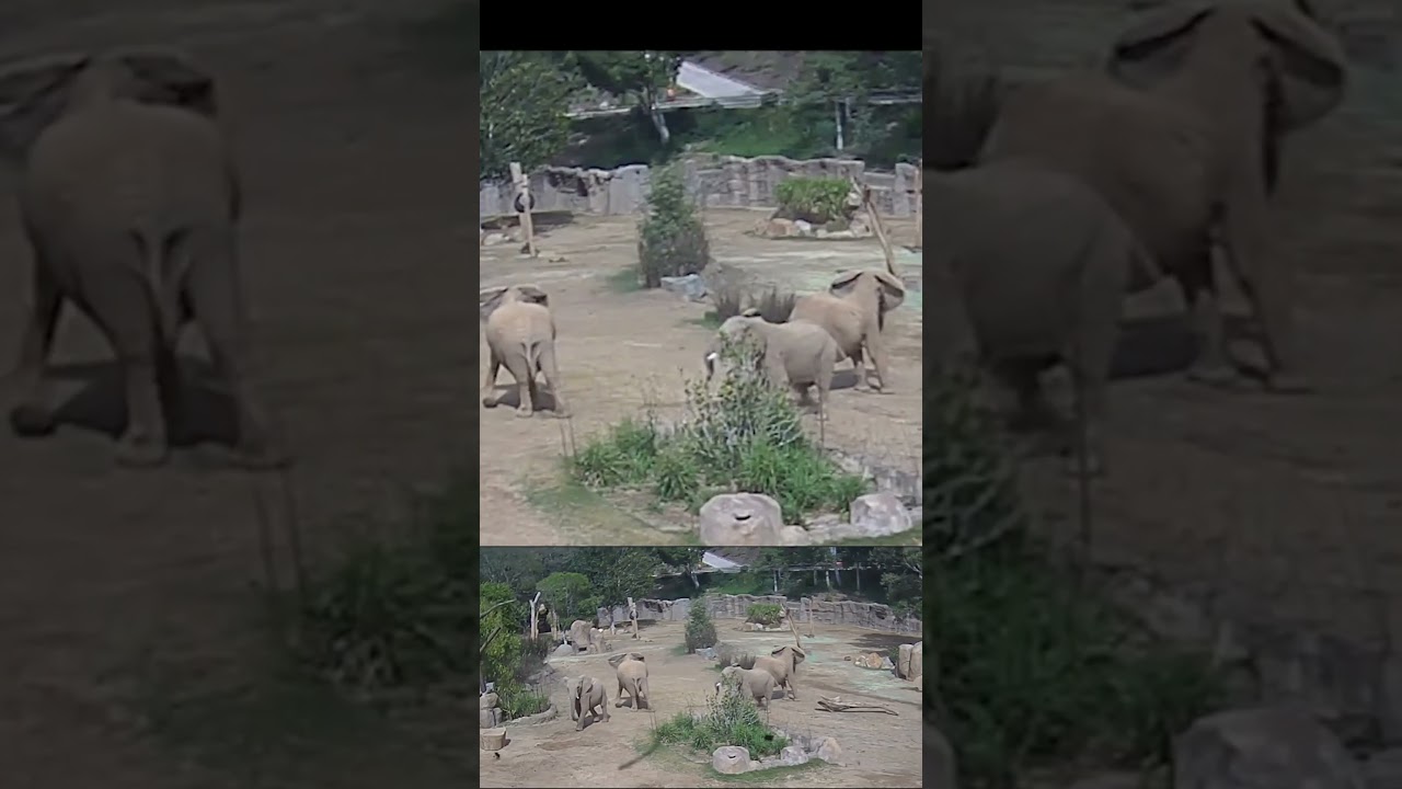 Elephants Form Earthquake Shield at San Diego Zoo!The 3.3 Foreshock #news #californiaquake