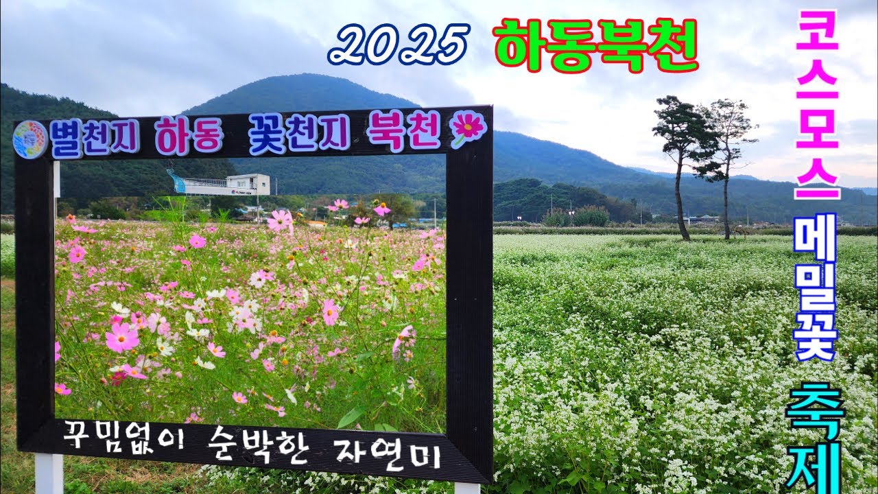 2025 하동북천 코스모스메밀꽃 축제 / 꾸밈없이 순박한 자연미