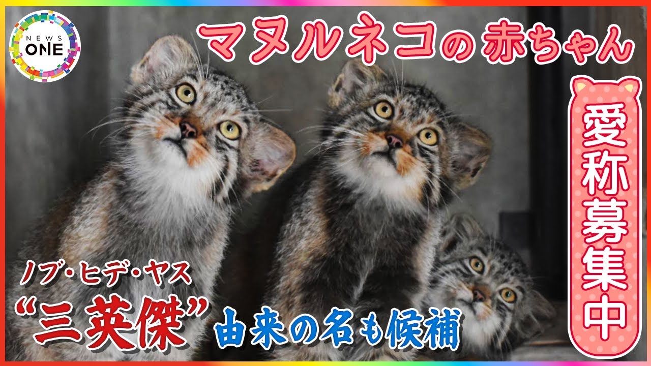 開園5分で人だかり…東山動植物園の『マヌルネコ』赤ちゃん3兄弟 愛称3パターンの投票実施中で“三英傑”由来も