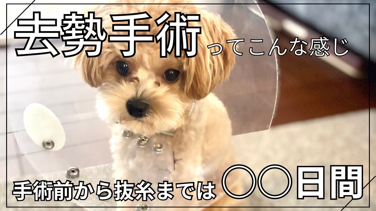 【去勢手術】わんちゃんも飼い主も辛い、術後はフラフラ。リアルな手術直後から抜糸までの○○日間