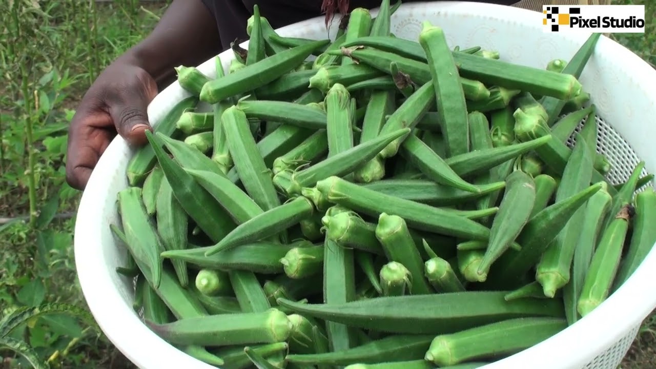 PRODUCTION HORS SOL AU BURKINA FASO