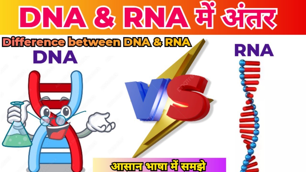 DNA aur RNA Mein Antar | Difference Between DNA and RNA in Hindi | DNA और RNA मे अंतर | DNA VS RNA |