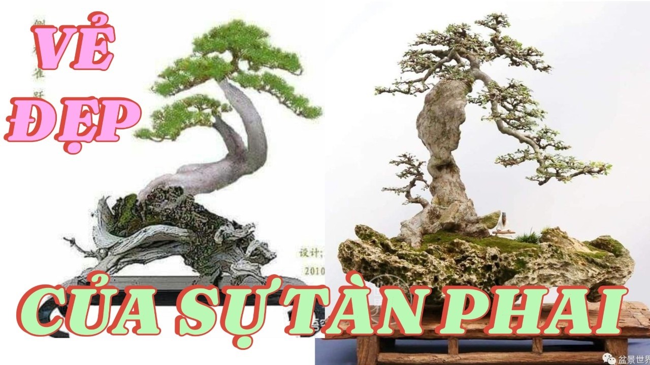 “Gỗ Mục Không Chết – Nó Đang Sống Trong Mỗi Chậu Bonsai”#BonsaiViet #GoMuc #caycanh
