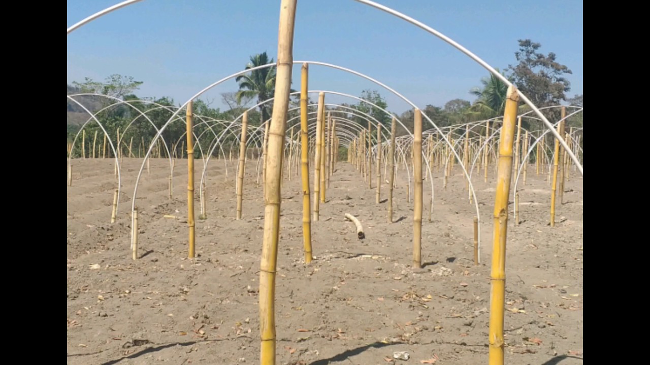 agricultura protegida haciendo macrotunel | Sindy Carrillo