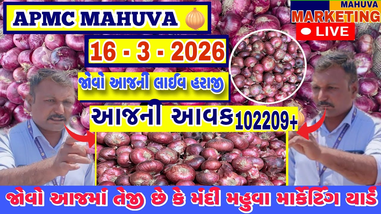 જોવો આજની લાલ ડુંગળી ની લાઈવ હરાજી | APMC MAHUVA | આજની આવક 102209 + થેલા આખી |