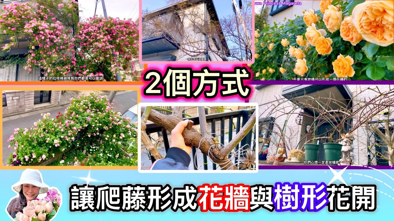 【玫瑰花牆】如何用2方式將爬藤玫瑰打造出花牆與大樹般的樹形#Erin玫瑰花園#バラ#rose
