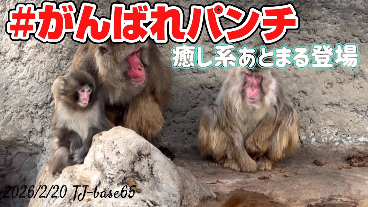 がんばれパンチ　#がんばれパンチ　#市川市動植物園　#がんばれパンチくん