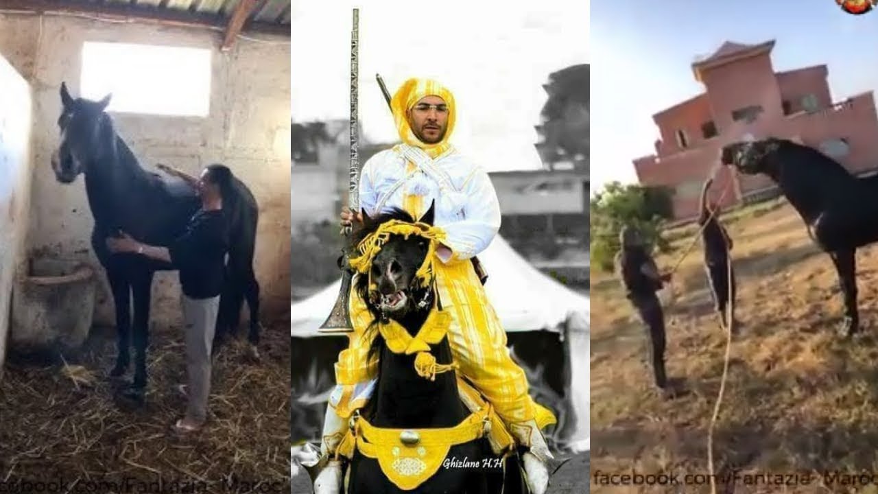 جولة مع خيول🐎🐎 توفيق الناصري صراحة خيول رائعة😍😍😍😍