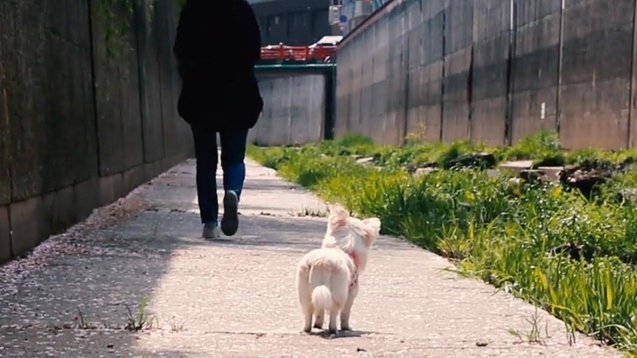 【感動】川の向こう岸に飼い主が行ってしまった時にチワワが取った行動とは？