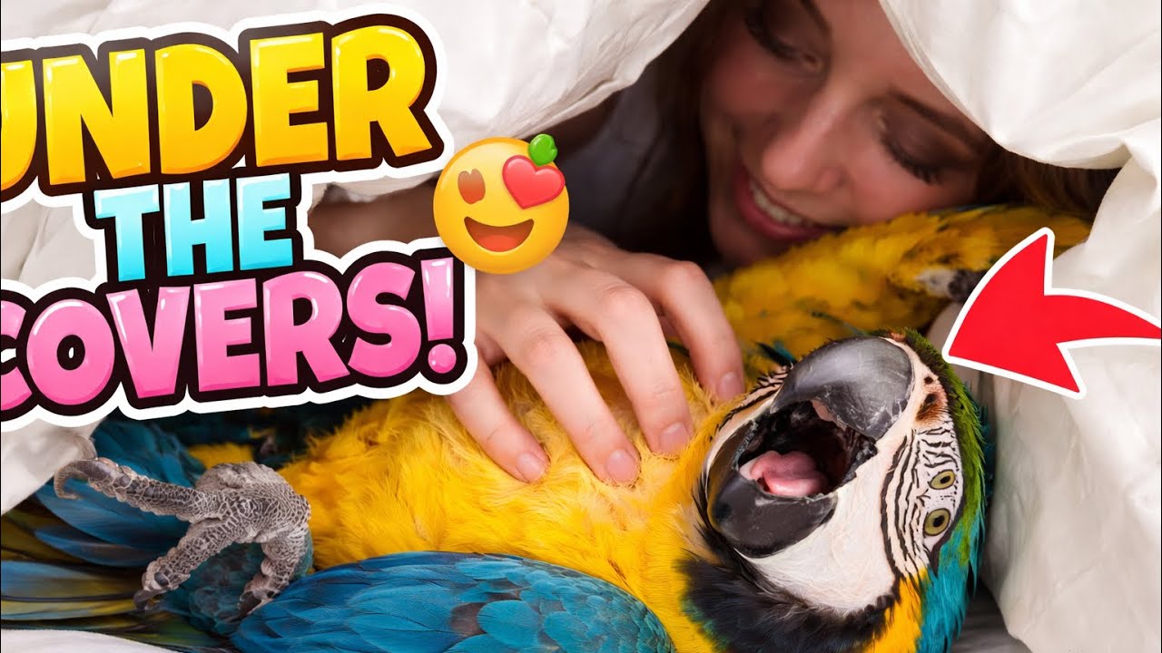 How We Play Under the Covers 😁 | Blue & Gold Macaw Belly Rubs, Talking & Cuddles
