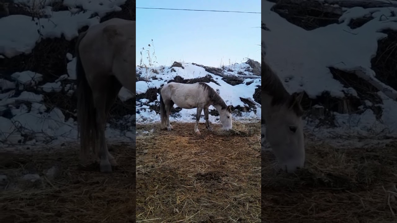 Pets #funny #horse #reallife #animals #pets