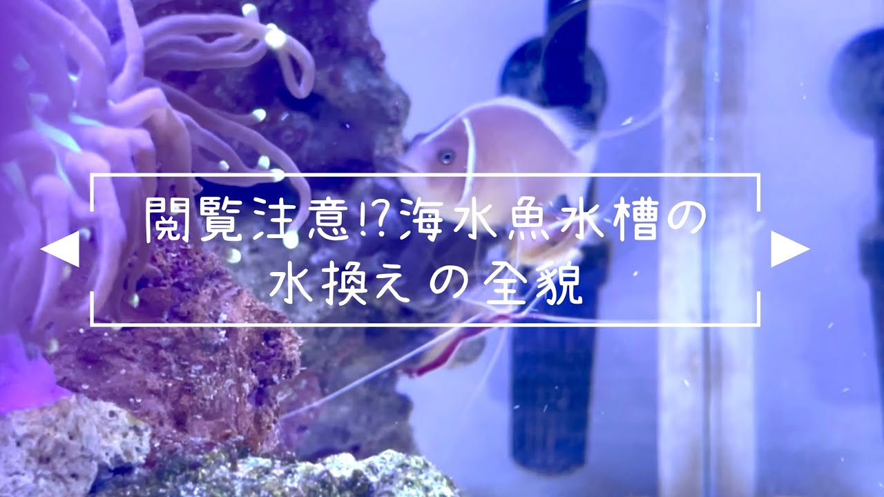 【水槽メンテナンス】綺麗な水景の裏側密着 苔の楽園となった水槽のビフォーアフター 