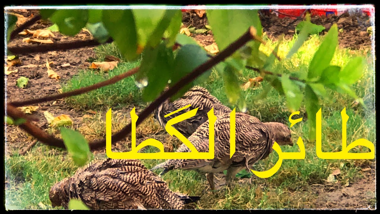 محمية للطيور والنباتات /تربية طائر القطا (الگطا) /والاجابة على بعض الاسألة (32)